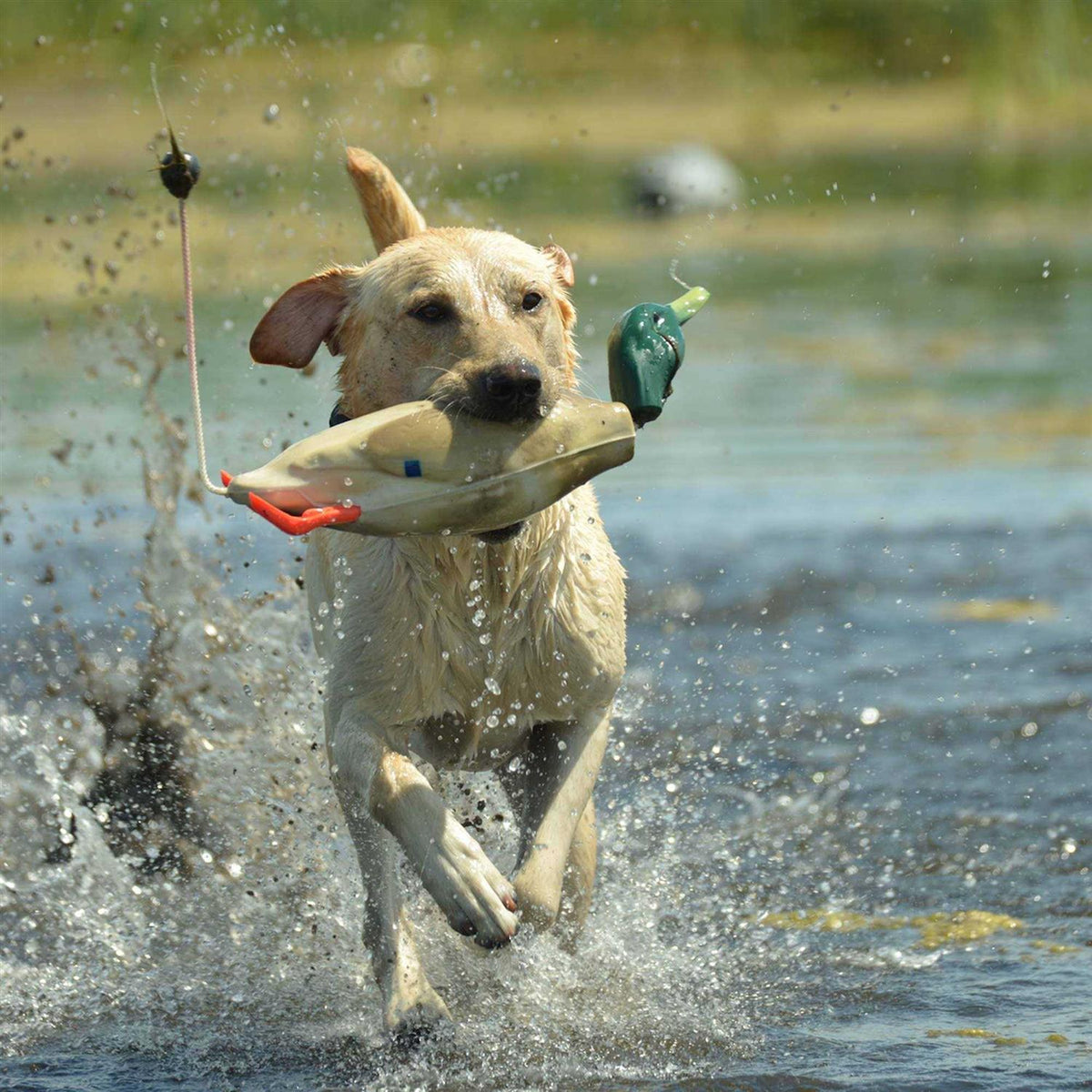 Pet Supplies F153771