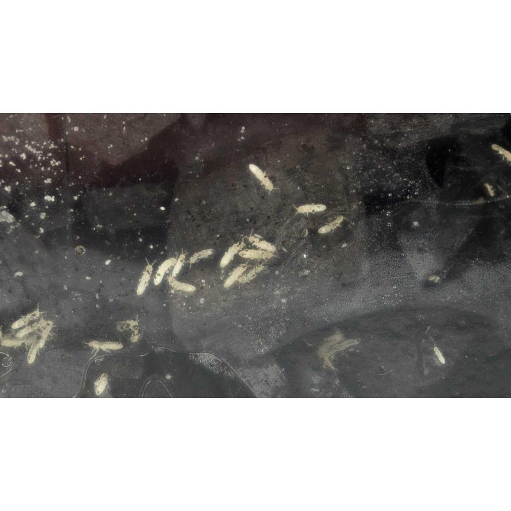 Springtail Culture I984673