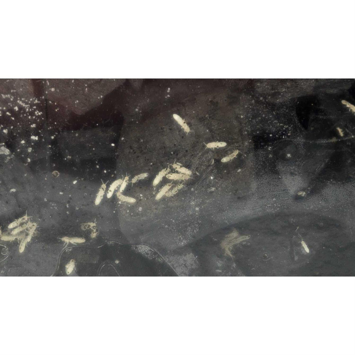 Springtail Culture I984673