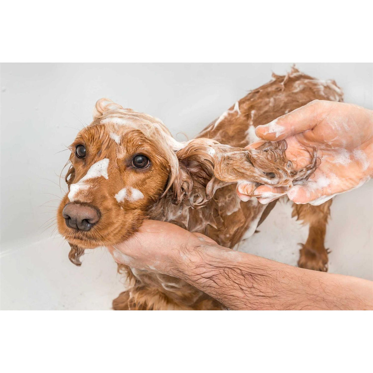 Dog Shampoo W99356