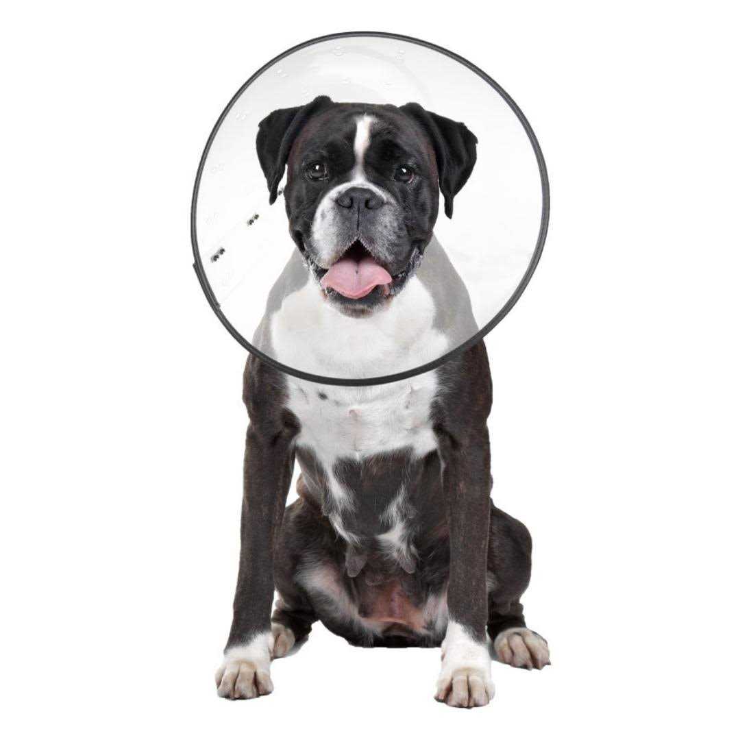 Clear Recovery Collar L606