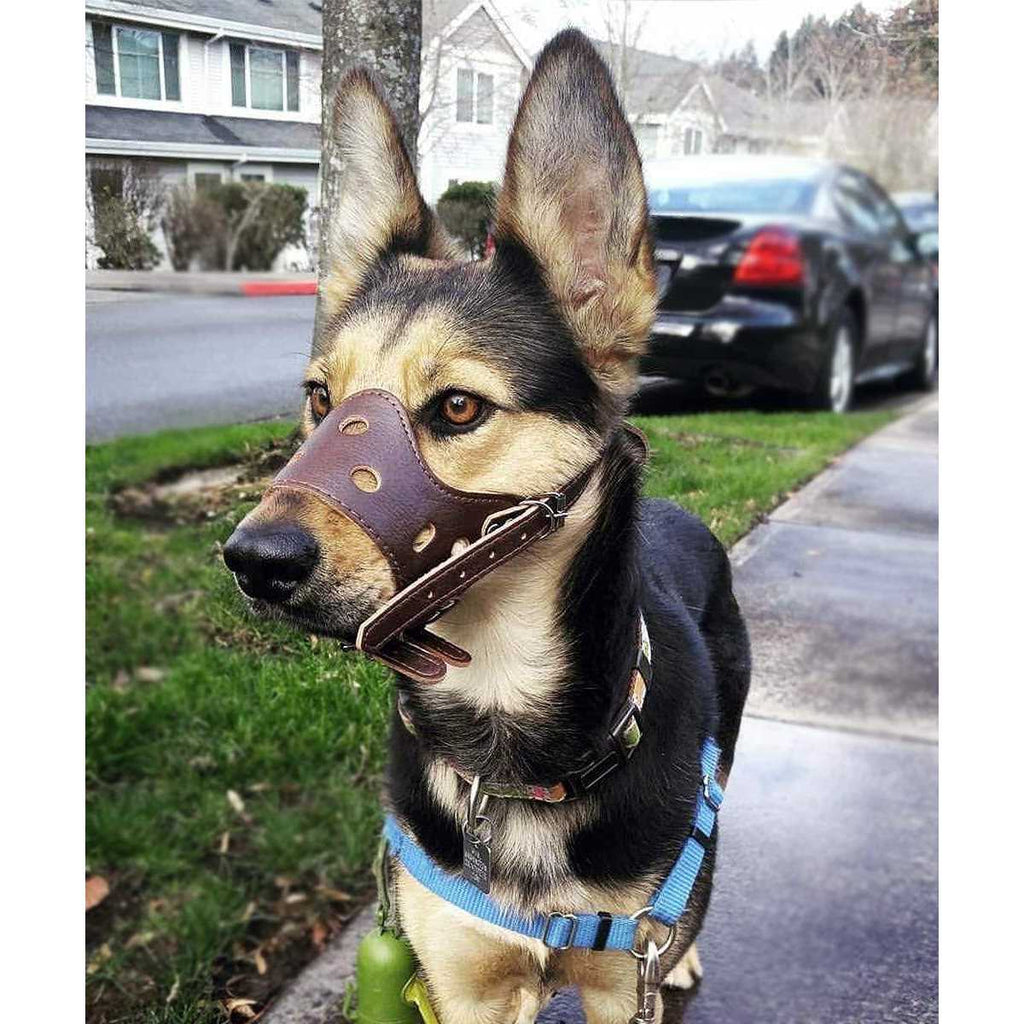 Leather Dog Muzzle F8134