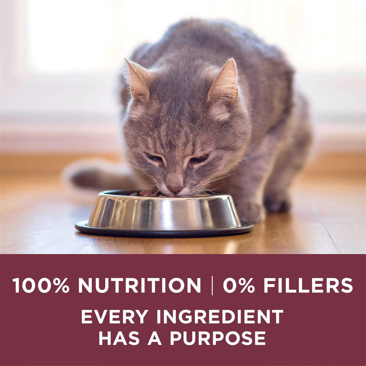 Dry Cat Food A60482