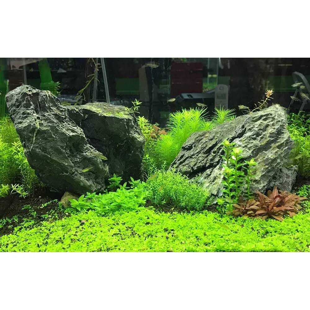 Flourish Advance W44012