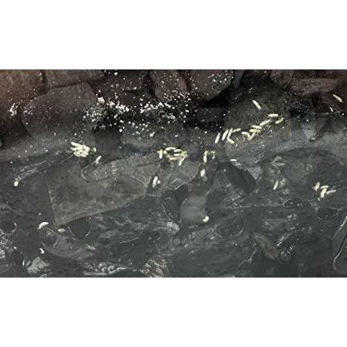 Springtail Culture I984673