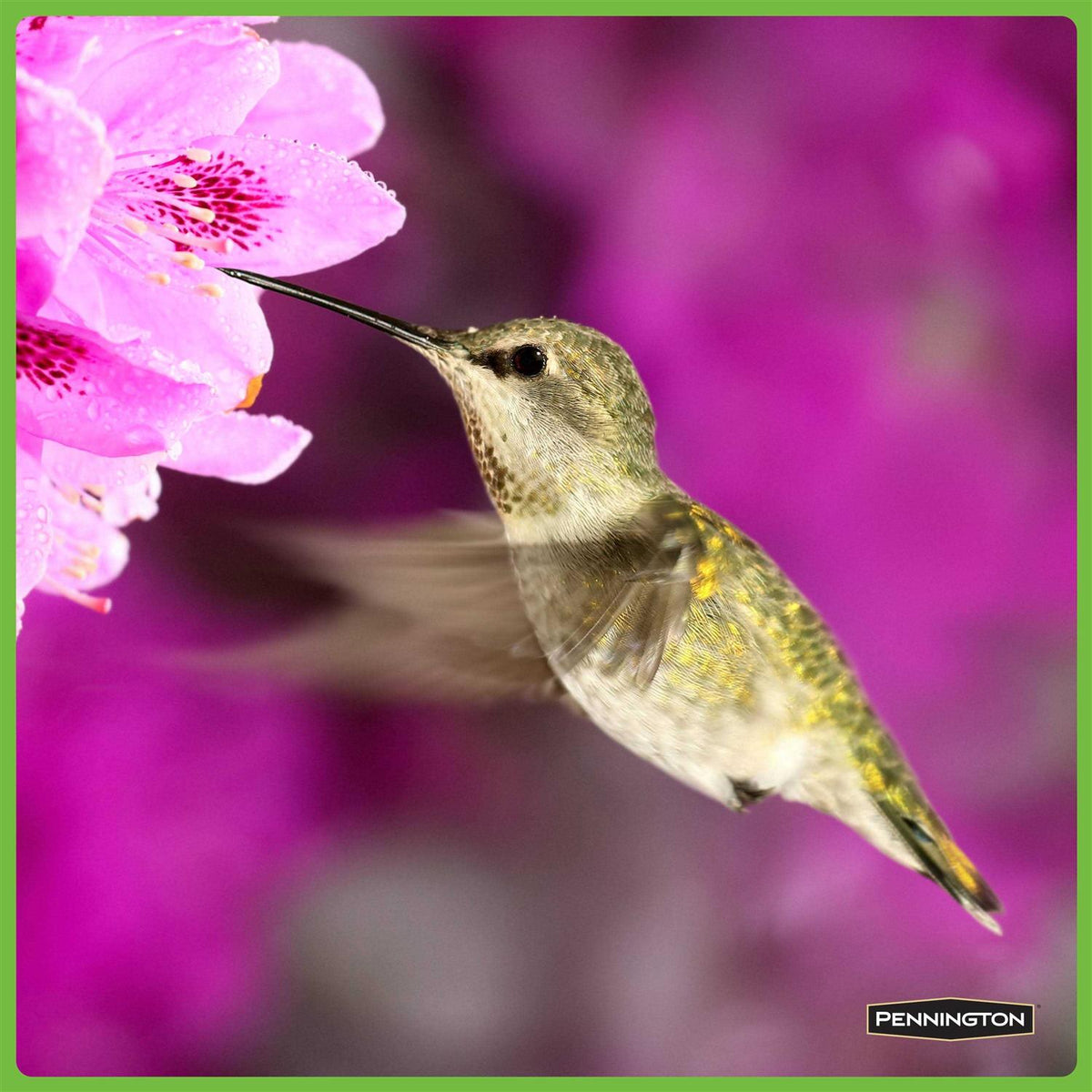 Hummingbird Food No Artificial Dye H45666