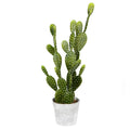 Potted Cactus in Concrete Pot H88673