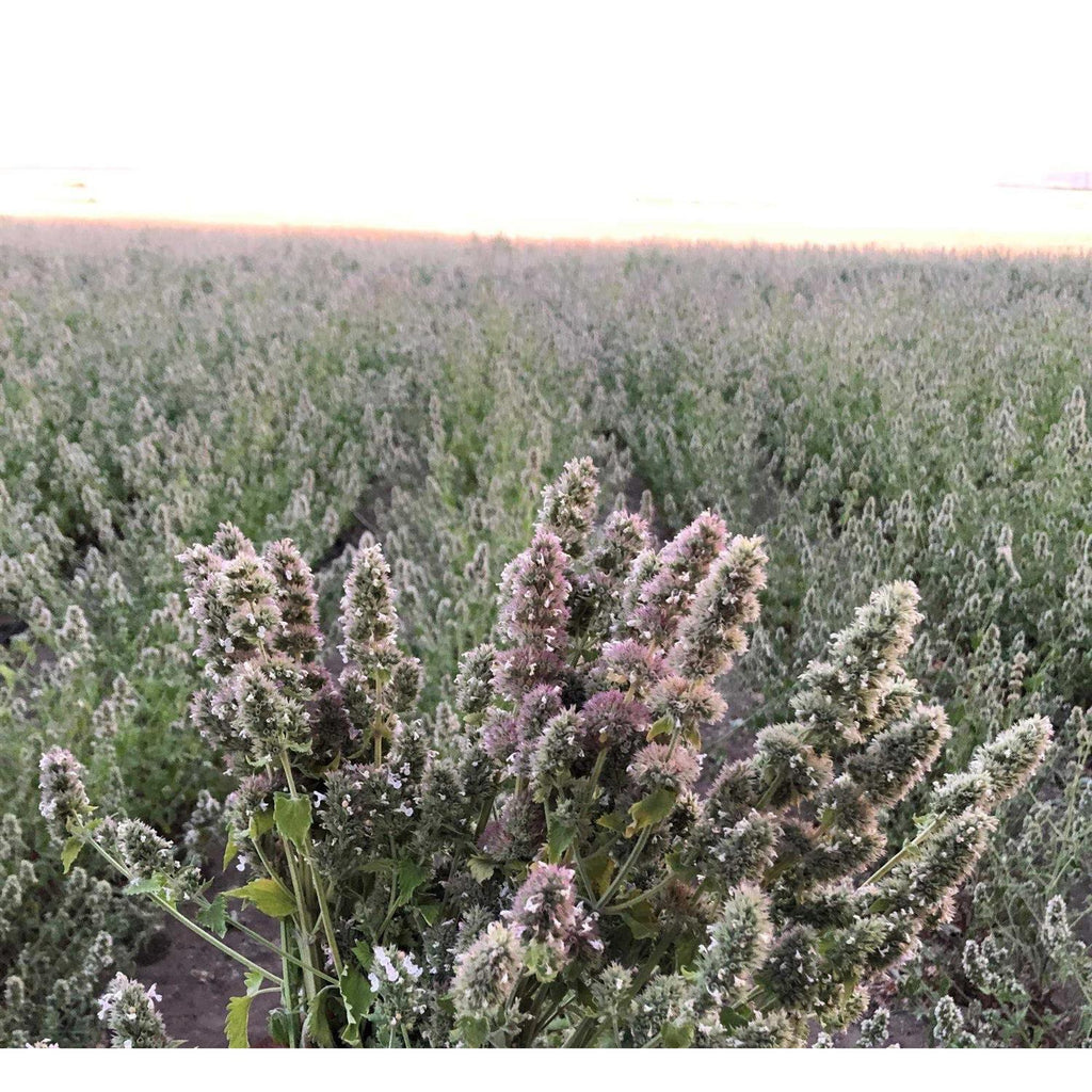 Catnip Buds 4 OZ Bag I248702
