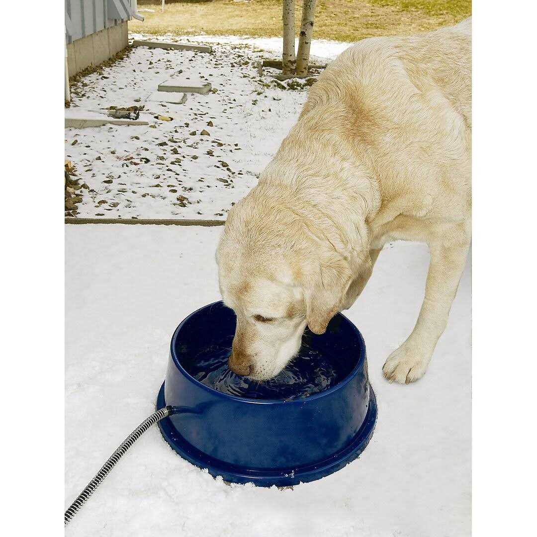 Thermal Pet Bowl S18385