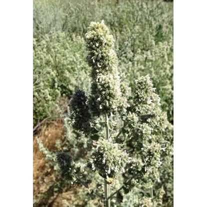 Catnip Buds 4 OZ Bag I248702