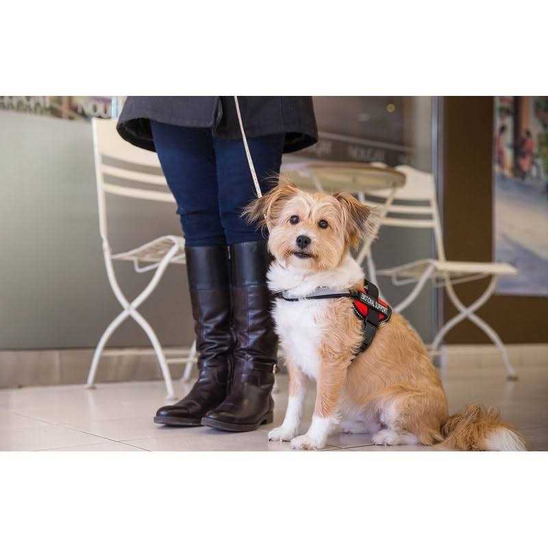 Reflective Dog Vest Harness and Leash Set Y66935