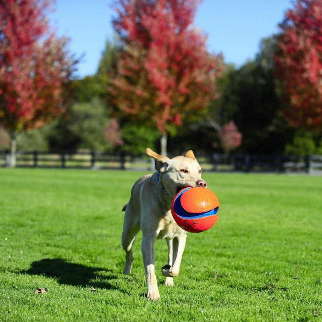 Dog Toy O813