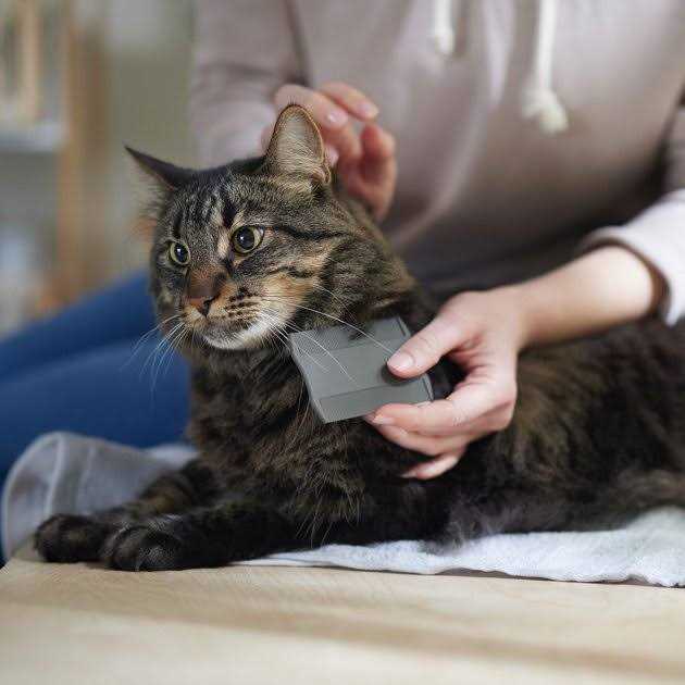Flea Comb for Cats & Dogs M526973