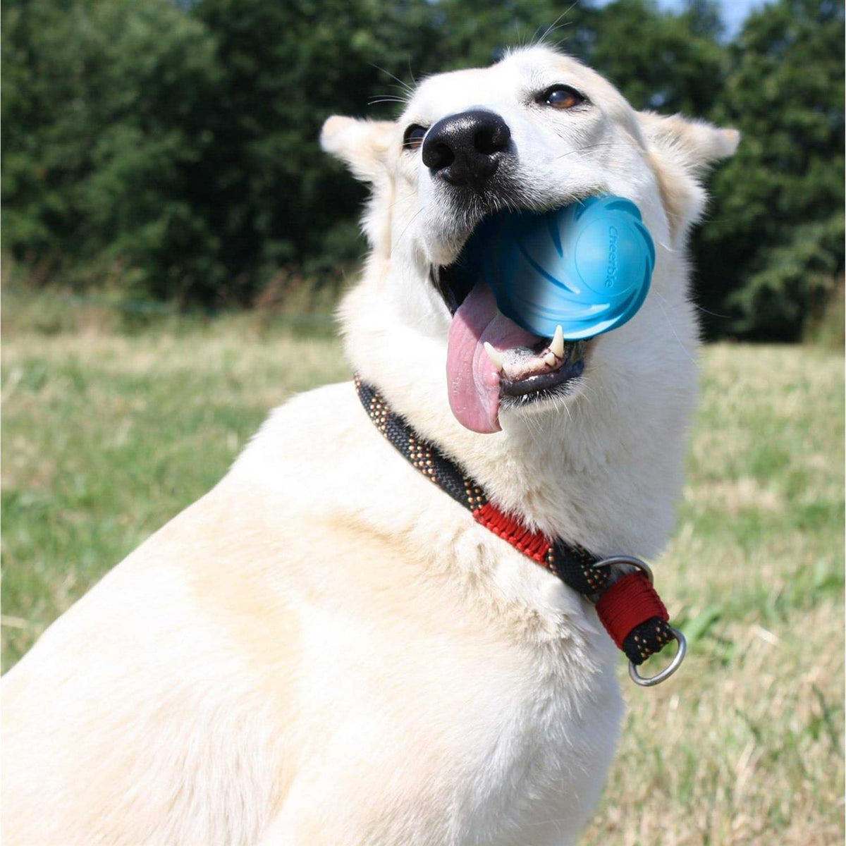 Automatic Interactive Dog Ball Toy V950