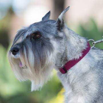 Dog Collar X5751