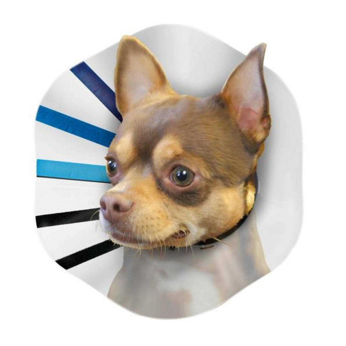 Clear Collar N754129