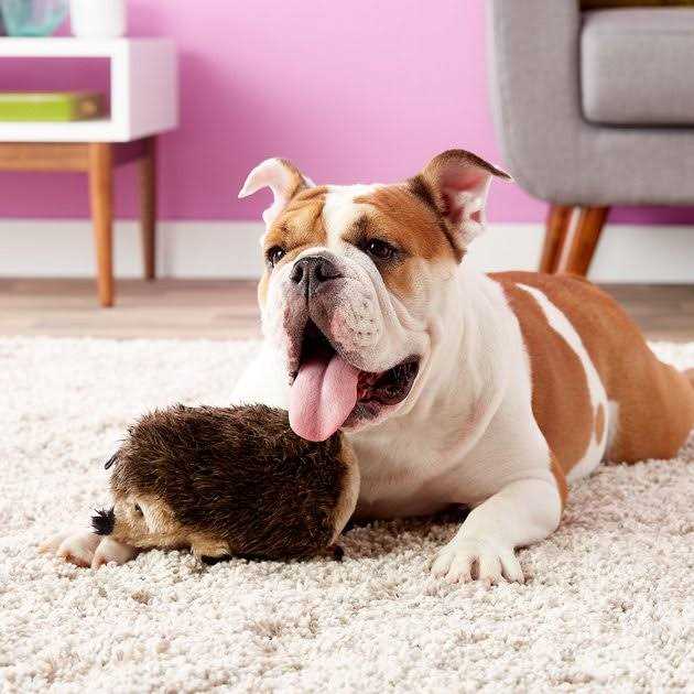 Dog Toy Hedgehog C86645