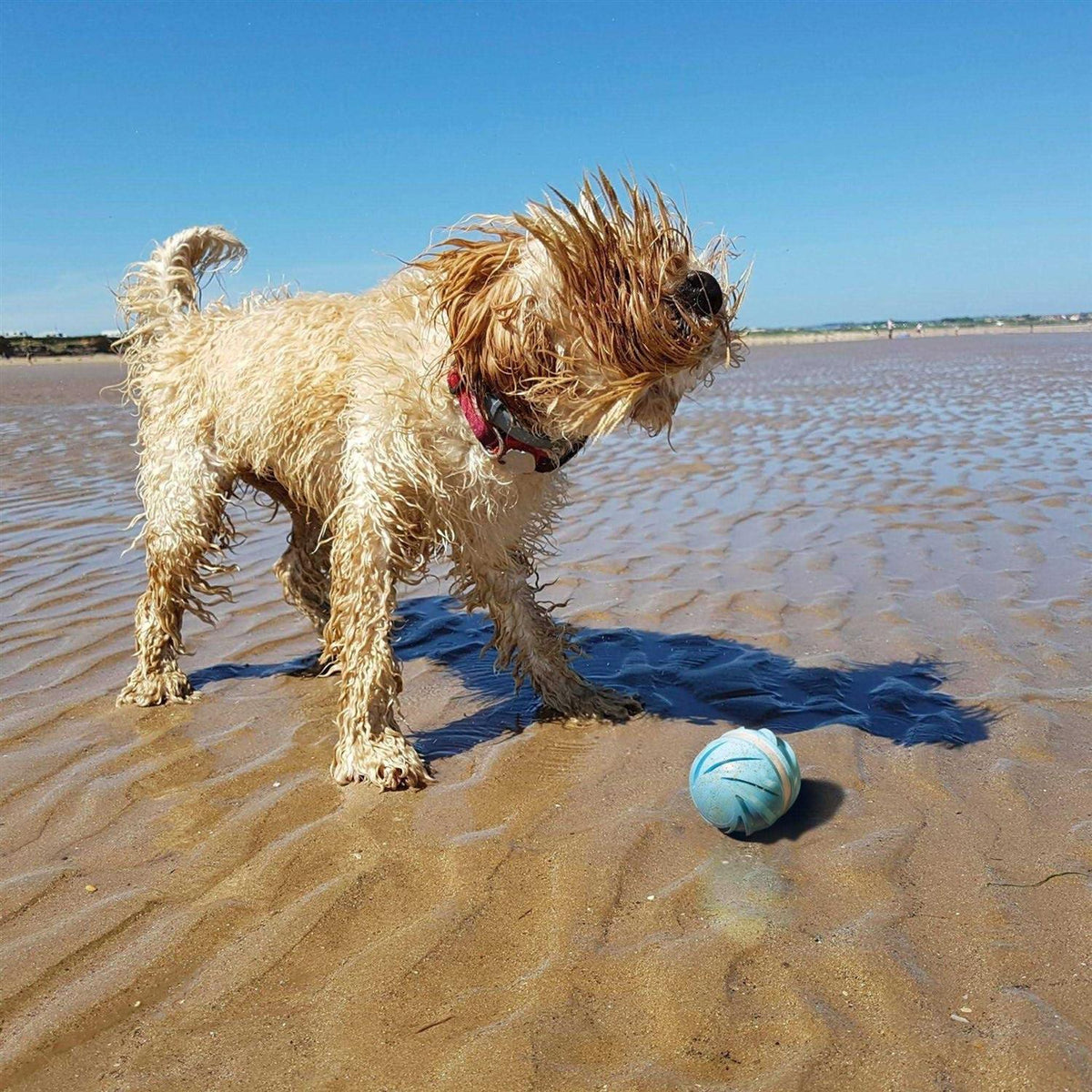 Automatic Interactive Dog Ball Toy V950