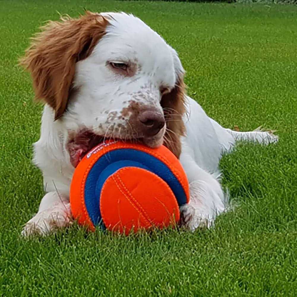 Dog Toy O813