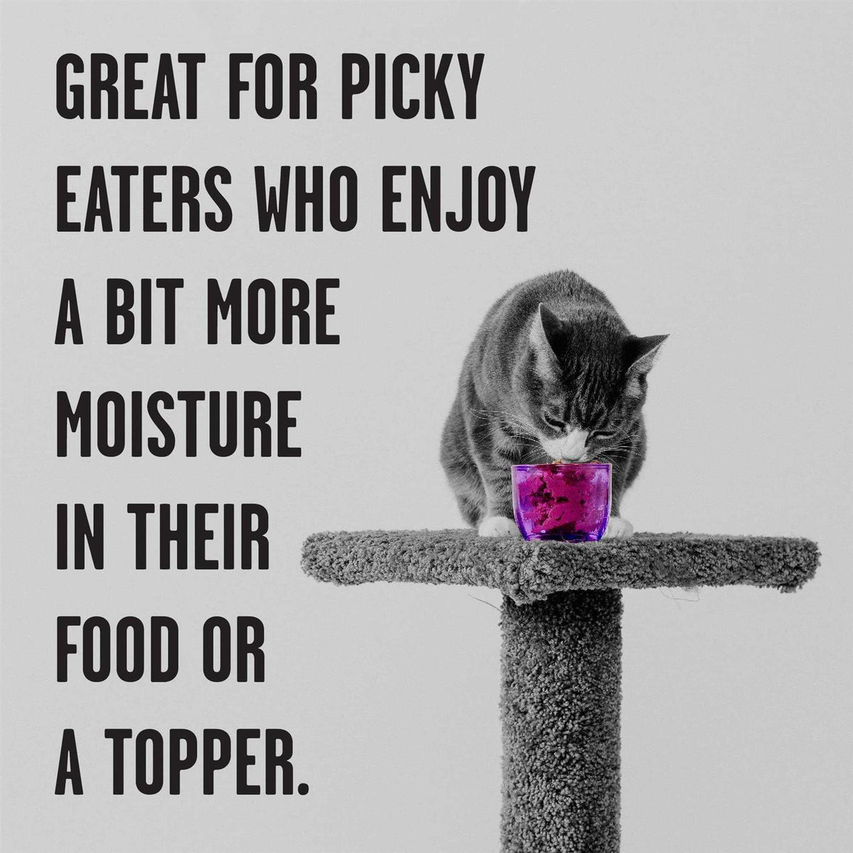 Chicken Recipe Shredded Canned Cat Food F163305