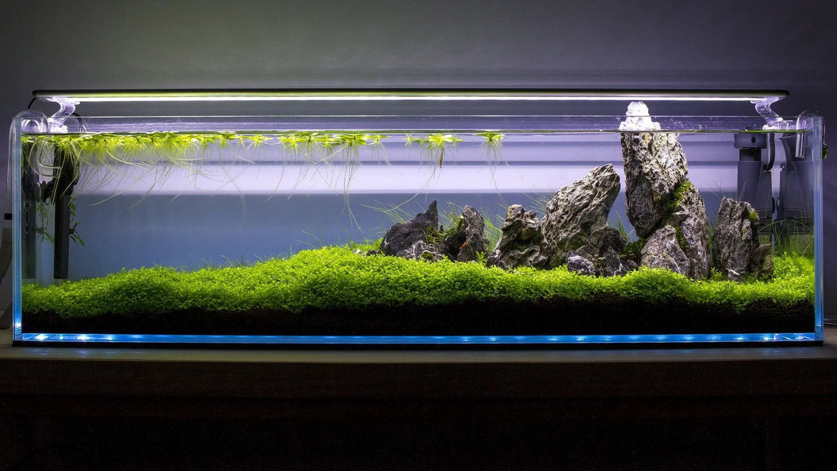 High Clarity Glass Bookshelf Style Aquarium W9660