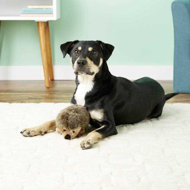 Dog Toy Hedgehog C86645