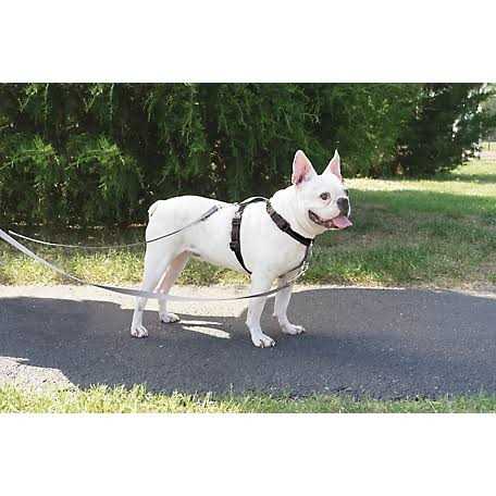 Two Point Control Dog Leash U3856