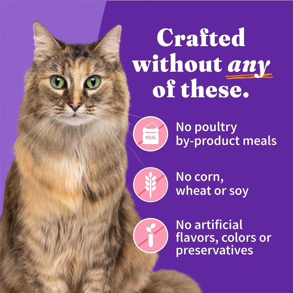 Grain Free Salmon Stew Cat Food Q166982