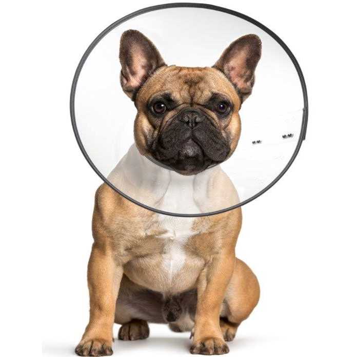 Clear Recovery Collar L606