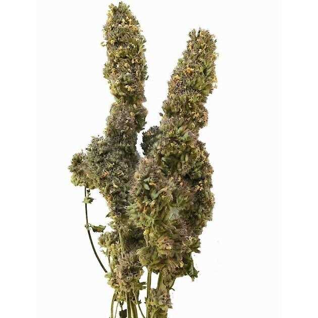 Catnip Buds 4 OZ Bag I248702