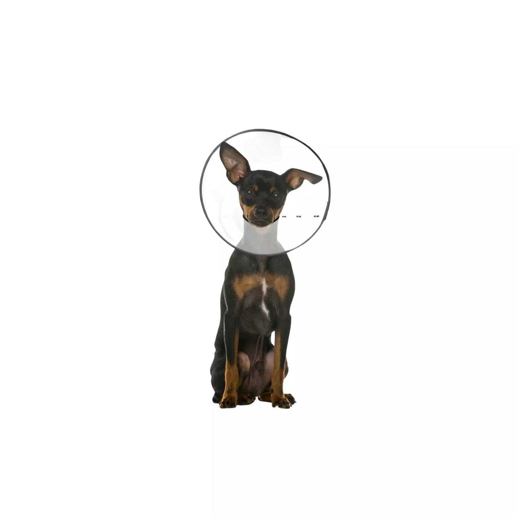 Clear Recovery Collar L606