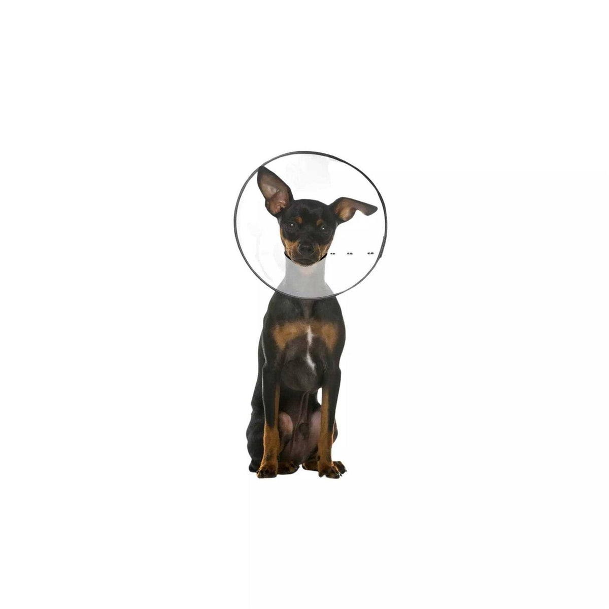 Clear Recovery Collar L606