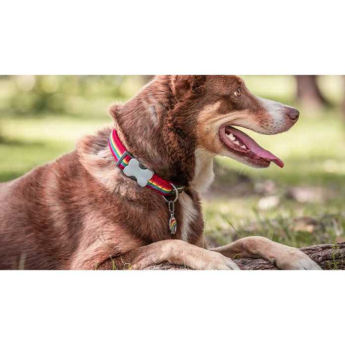 Enamel Stainless Steel Dog ID Tag T709730